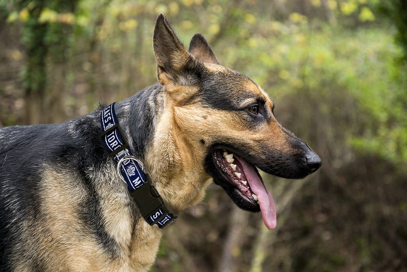 Pets First NHL Toronto Maple Leafs Collar for Dogs & Cats, Small. - Adjustable, Cute & Stylish! The Ultimate Hockey Fan Collar! - Image 4